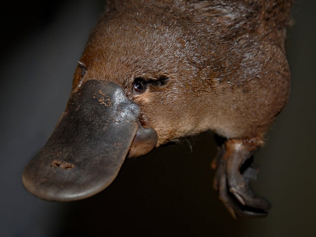 Platypus-australia-paxton.jpg